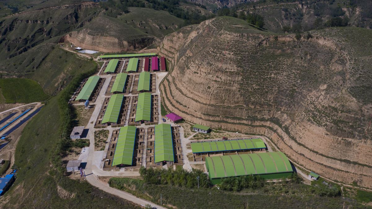 HARCHOY cashmere goat farm — Yulin, Shaanxi